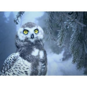 5D Diamond Painting - Schneeeule Winter Owl