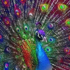 5D Diamond Picture Frameless Round Diamond Square Diamond Peacock