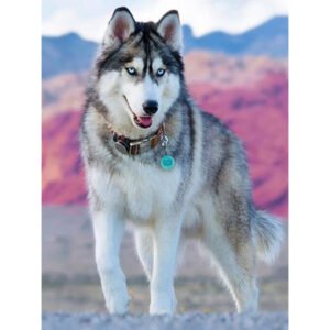 Diamond Painting Husky Dog, 5D Diamond Painting