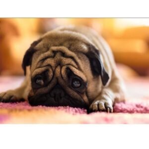 5D Diamond Painting -  Mops  Dog