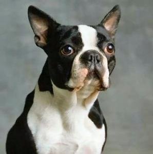 5D DIY Diamond Painting Boston Terrier Dog Resin Square Diamond Home Decor Painting Craft