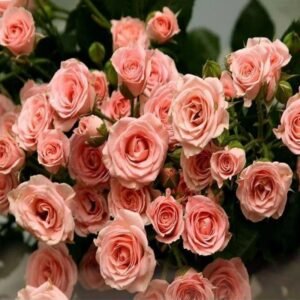 5D Diamond Painting - Rosa Rosen